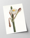 Cactus Ambiguus - Kaktus mit weißer Blüte