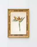 Pflanze mit orangenen Blüten