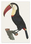 François Levaillant - Tukan Vogel