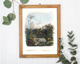 Astrocaryum - Dschungel