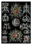 Ernst Haeckel - Mycetozoa