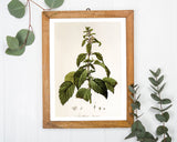 Josephinia imperatricis