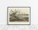 John James Audubon - Enten am Teich