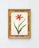 Blume mit orangener Blüte