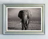 Elefant in Schwarz-Weiß