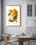 Citrus Medica - Zitrone am Zweig