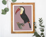 François Levaillant - Tukan auf lila Hintergrund