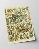 Adolphe Philippe Millot - Vintage Blumen-Übersicht