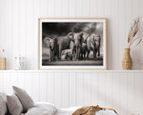 Elefanten-Herde in Schwarz-Weiß