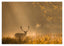 Hirsch in den Morgenstunden