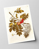 Beeren und Blüten am Zweig