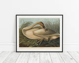 John James Audubon - Wildgans