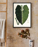 Blatt einer Tropenpflanze