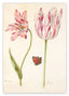 Jacob Marrel - Rot-Weiße Tulpen mit Schmetterling