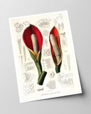 Blüte mit Blütenstil - Eine Analyse