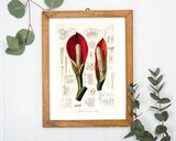 Blüte mit Blütenstil - Eine Analyse