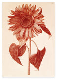 Blumenzeichnung - Sonnenblume