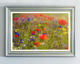 Blumenwiese im Sommer