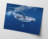 Blauwal unter Wasser