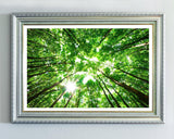 Baumkronen von unten