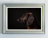 Bayerischer Gebirgsschweißhund - Jagdhund