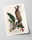 Atropa Mandragora - Gemeine Alraune