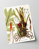 Arum Pinnatifidum - Pflanze mit rot-weißen Blüten