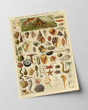 Adolphe Philippe Millot - Muscheln und Schnecken