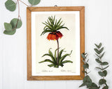 Fritillaria Imperialis - Kaiserkrone