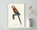 François Levaillant - Roter Ara