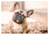 Französische Bulldogge