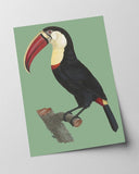 François Levaillant - Tukan auf grünem Hintergrund