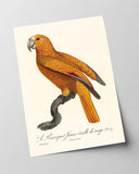 François Levaillant - Gelber Paradiesvogel