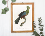 François Levaillant - Grüner Paradiesvogel