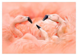 Flamingos