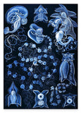 Ernst Haeckel - Kunstformen des Meeres in blau