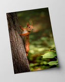 Eichhörnchen am Baum