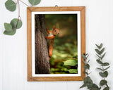 Eichhörnchen am Baum