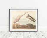 John James Audubon - Zwei Wasservögel