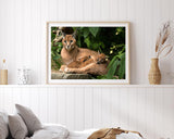 Karakal - Großkatze