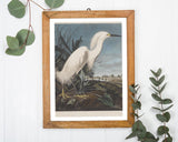 John James Audubon - Weißer Vogel am Teich