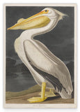 John James Audubon - Pelikan