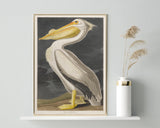John James Audubon - Pelikan