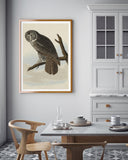 John James Audubon - Eule