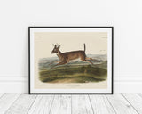 John James Audubon - Rennender Rehbock