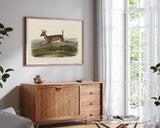 John James Audubon - Rennender Rehbock