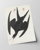 John James Audubon - Schwarzer Vogel im Sturzflug