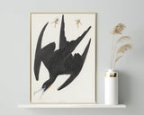 John James Audubon - Schwarzer Vogel im Sturzflug