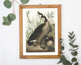 John James Audubon - Brütende Enten