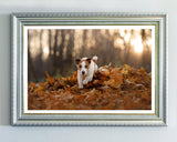 Jack Russel Terrier im Laub